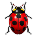  , , , , ladybird, insect, bug, animal,  ,  ,   ,  ladybird,  insect,  bug 128x128
