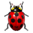  , , , , ladybird, insect, bug, animal,  ,  ,   ,  ladybird,  insect,  bug 48x48