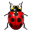  , , , , ladybird, insect, bug, animal,  ,  ,   ,  ladybird,  insect,  bug 64x64